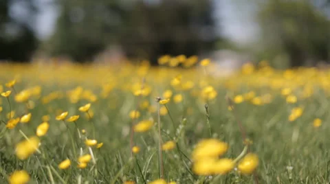 Yellow wild flower12 스톡 동영상 37992573
