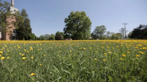 Yellow wild flower13 스톡 동영상 37992553