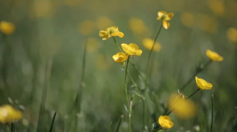 Yellow wild flower13 스톡 동영상 37992557