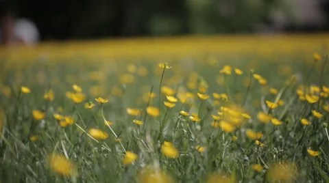 Yellow wild flower15 스톡 동영상 37992544