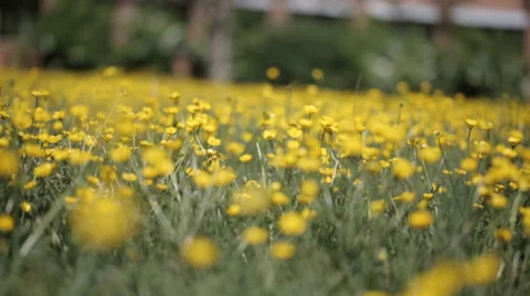 Yellow wild flower2 스톡 동영상 37992762