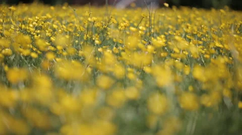 Yellow wild flower3 스톡 동영상 37992760