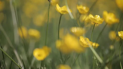 Yellow wild flower4 스톡 동영상 37992755