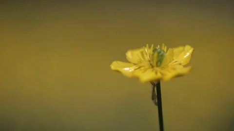 Yellow wild flower5 스톡 동영상 37992749