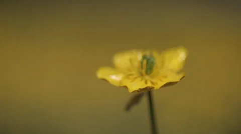 Yellow wild flower6 스톡 동영상 37992731