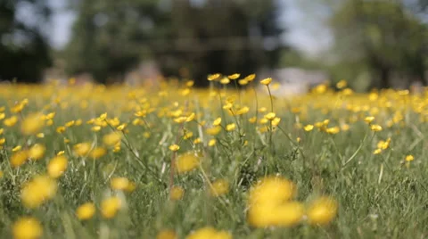 Yellow wild flower7 스톡 동영상 37992604