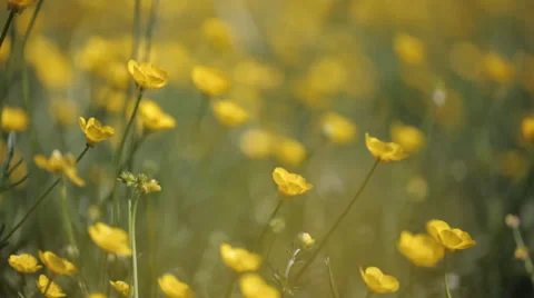 Yellow wild flower8 스톡 동영상 37992598