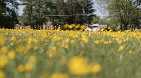 Yellow wild flower9 스톡 동영상 37992589