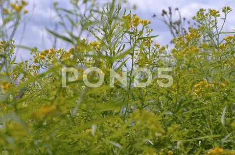 Yellow Wild Flowers And Green Shrubs Stock Photos