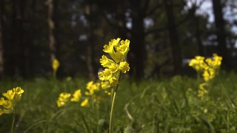 Yellow wild flowers on a background of forest in the wind Stock Footage 108501627