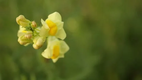 Yellow wild flowers closeup Stock Footage 8650191