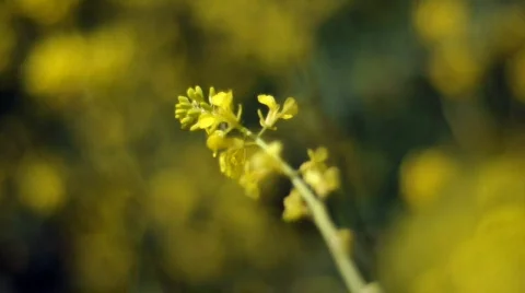 Yellow wild flowers 库存影片 360657