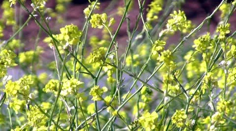 Yellow wild flowers Stock Footage 10563074