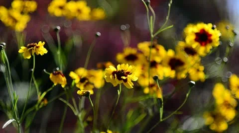 Yellow Wild Flowers Stock Footage 21990314