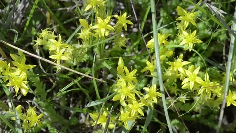 Yellow Wild Flowers Stock Footage 69125533