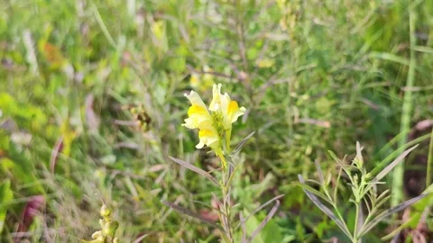Yellow wild flowers Stock Footage 284255499