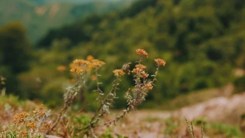 Yellow wild flowers sway in wind on hill. Breathtaking views of green mountain Vidéo 310517618