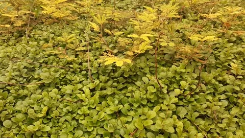 Yellow Wild Garden Stock-Footage 236392552