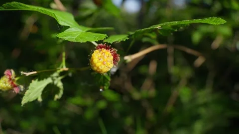 Yellow wild raspberry fruit growing in summer forest. Stock Footage 311833324