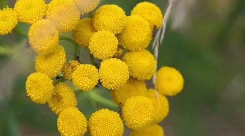 Yellow wildflower (2) 库存影片 42127745