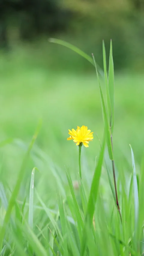 Yellow Wildflower Alone In The Grass. Vertical. Stock Footage 289628095