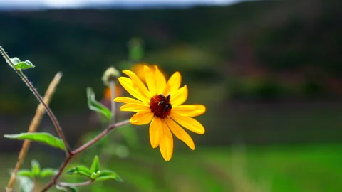Yellow Wildflower With Bee Feeding on Pollen in Soft Green Background Stock Footage 346909192