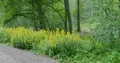 Yellow wildflower bushes blooming at sunny forest pathway Elm Germany 4k or 4k+ Resolution