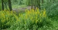 Yellow wildflower bushes blooming at sunny forest pathway Elm Germany 4k or 4k+ Resolution