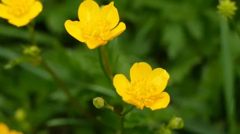 Yellow Wildflower Close up 動画素材 50986696