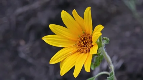 Yellow Wildflower Closeup. Stock Footage 307265141