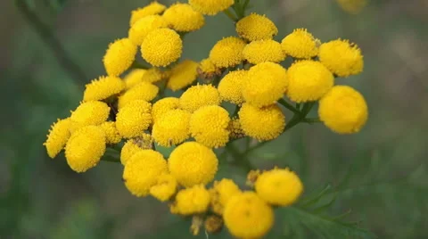 Yellow wildflower Video stock 42127738