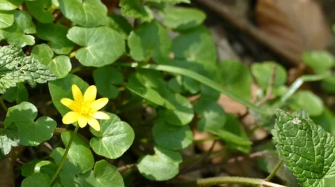 Yellow Wildflower in The Forest Stock Footage 50076826