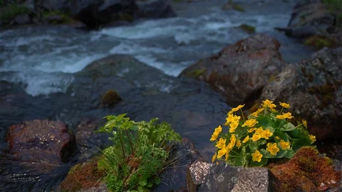 Yellow wildflower on the mountain river background Stock Footage 90648542