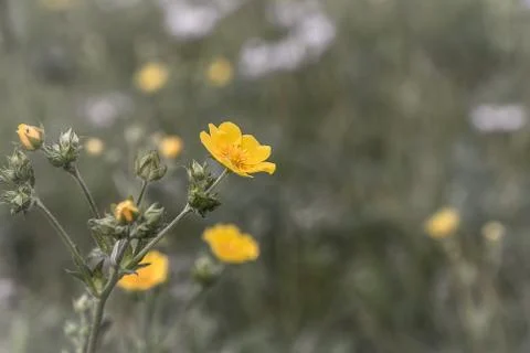 Yellow wildflower Stock Photos