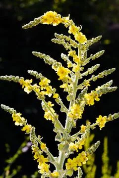 Yellow wildflower Stock Photos