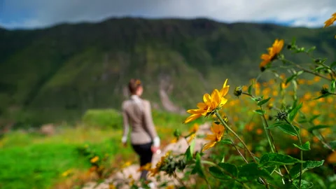 Yellow Wildflower in Sharp Focus with Mountain Landscape Background Stock Footage 342028440