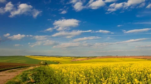 Yellow Wildflowers and Clouds. Time Lapse 4K 스톡 동영상 106465675