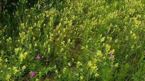 Yellow wildflowers, background Stock Footage 116886874