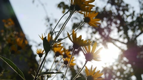 Yellow Wildflowers Backlit by Sunlight with Soft Bokeh Background 1 Video stock 306219086