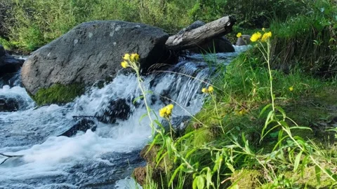 Yellow wildflowers on cascade waterfall background. Stock Footage 220690975