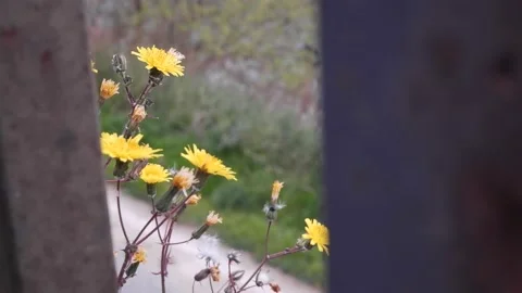Yellow wildflowers develop in the wind Stock Footage 173474740