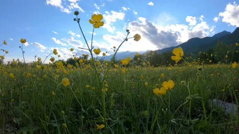 Yellow wildflowers on the field Stock Footage 100970045