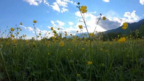Yellow wildflowers on the field Stock Footage 101184522