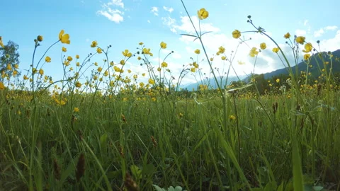 Yellow wildflowers on the field Stock Footage 101328759