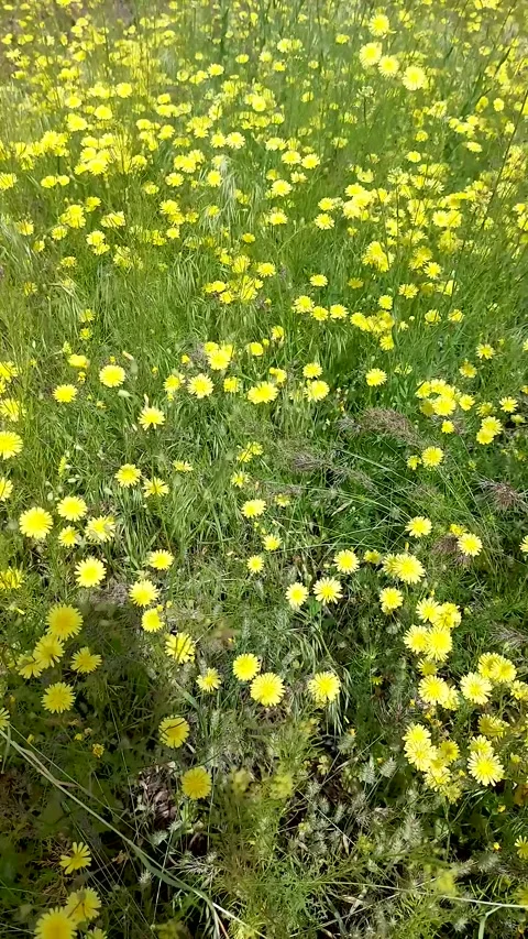 Yellow wildflowers field in full bloom, bright spring meadow scenery, natural Stock Footage 337452216