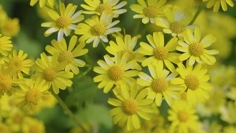 Yellow wildflowers flicker in the wind along the road Stock Footage 241227853