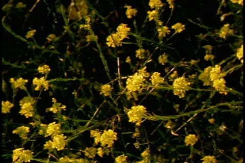 Yellow wildflowers Stockbeeldmateriaal 10579411