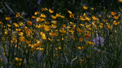 Yellow Wildflowers Video stock 23723785