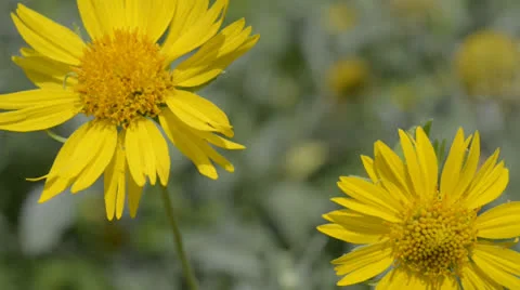 Yellow wildflowers Stock Footage 24789817