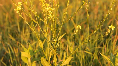 Yellow wildflowers Video stock 36244464
